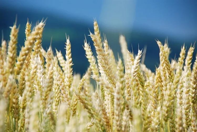 România, lider european la exportul de cereale- anunț al ministrului Agriculturii, Florin Barbu
