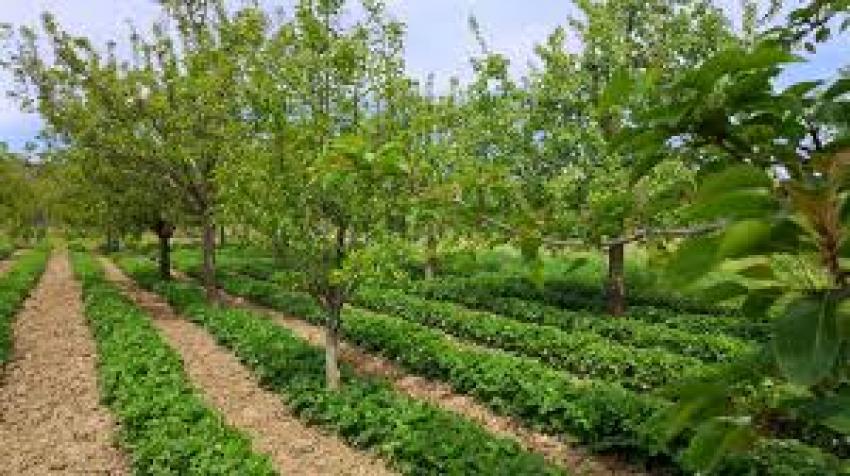 Sprijin MADR pentru pomicultori: cereri la APIA, plăți până în aprilie 2026