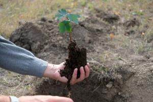 Statul încurajează împădurirea: majorează prima anuală acordată deținătorilor de terenuri