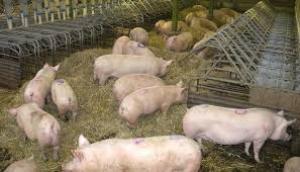 Termen prelungit pentru Programul de susținere a crescătorilor de porci de reproducție