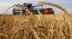 Galațiul și Brăila, în top 3 național al producțiilor de grâu la hectar