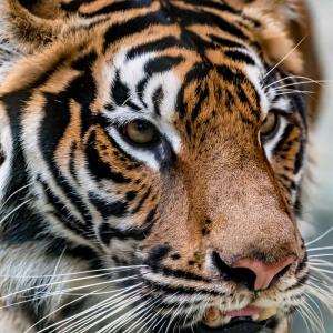 Un angajat de la  Grădina Zoologică Pitești a fost atacat de un tigru