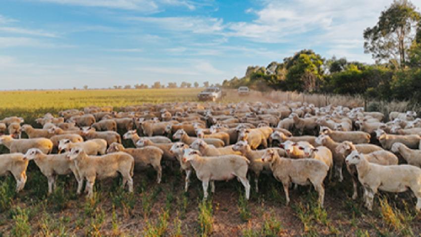 Record pentru România: peste 1 milion de ovine vor fi exportate către Algeria în 2027